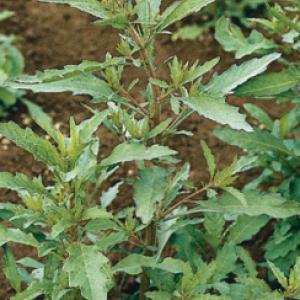 Epazote - Chenopodium ambrosioides