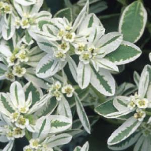 SNOW-ON-THE-MOUNTAIN - Euphorbia marginata