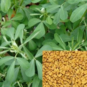 Fenugreek - Trigonella foenum-graecum