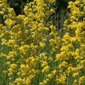 Lady's Bedstraw - Galium verum