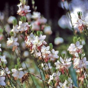 Beeblossom / Gaura - Gaura lindheimeri ‘Summer Breeze’