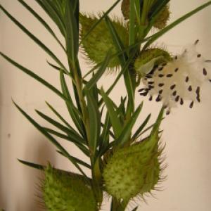 Swan Plant (Hairy Balls) - Gomphocarpus physocarpa