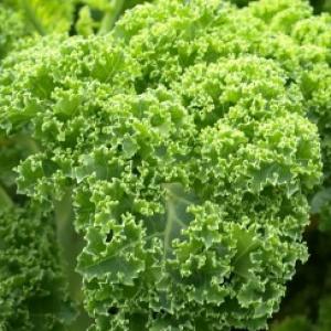 Kale ‘Squire’  - Brassica oleracea L. var. Acephala