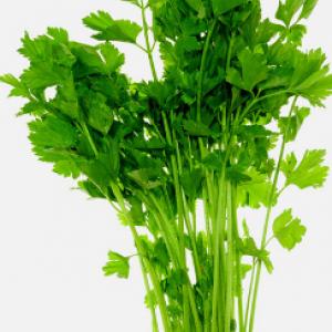 ‘Kintsai’, Chinese Celery  - Apium graveolens var dulce