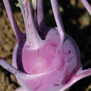 KOHL RABI ‘Kolibri’ F1 - Brassica oleracea