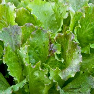 Lettuce 'Michelle' - Lactuca sativa