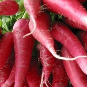 Radish ‘China Rose’ - Raphanus sativus