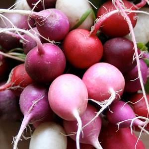 RADISH ‘Easter Egg’  - Raphanus sativus