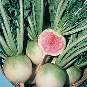 RADISH ‘Watermelon’ - Raphanus sativus