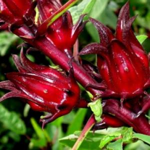 Rosella / Edible Hibiscus - Hibiscus sabdariffa