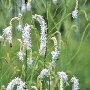 White Burnet - Sanguisorba tenuifolia `Alba`