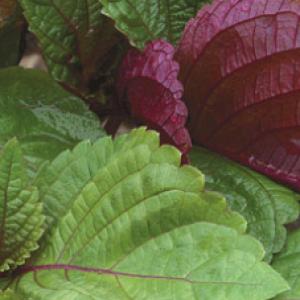 SHISO -  ‘Britton’ - Perilla frutescens