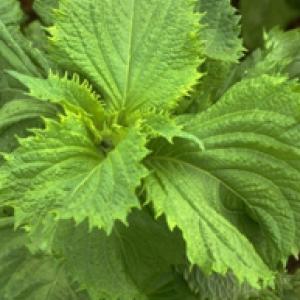 SHISO  ‘Green’ - Perilla frutescens