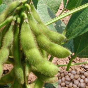 SOYBEAN - Glycine max