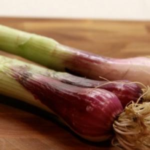 SPRING ONION ‘Red Beard’ - Allium fistulosum