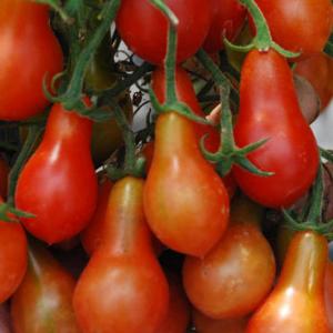 Tomato ‘Italian Pear’ - Lycopersicon esculentum