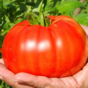 TOMATO 'Beefsteak' - Lycopersicon esculentum