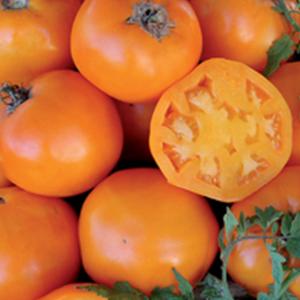 Tomato ‘Nebraska Wedding’ - Lycopersicon esculentum