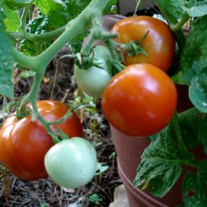 Tomato ‘Olomovic’ - Lycopersicon esculentum