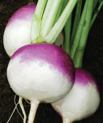 Turnip ‘Purple Top White Globe’ - Brassica rapa