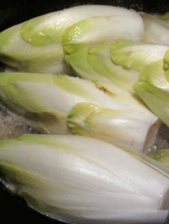 Chicory ‘Brussels Witloof’ - Cichorium intybus