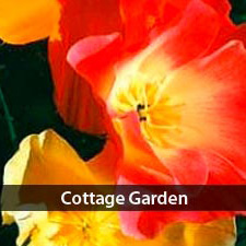 See all our cottage garden seeds